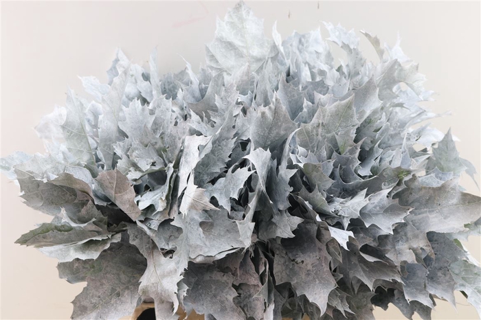 <h4>Quercus Rubra Frosted White</h4>