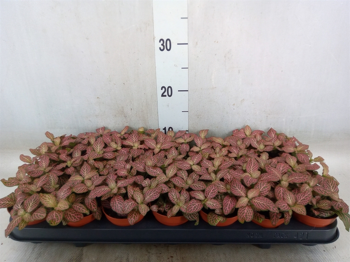 <h4>Fittonia verschaf. 'Red Angel'</h4>