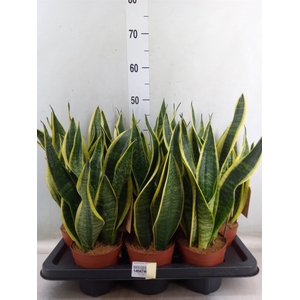 Sansevieria trifa. 'Futura Superba'