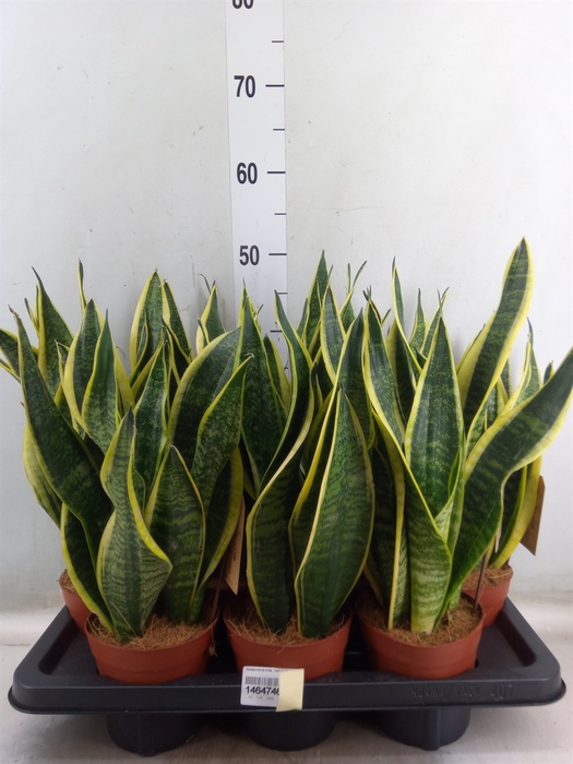 <h4>Sansevieria trifa. 'Futura Superba'</h4>