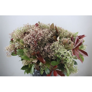 Photinia Abloom P/b