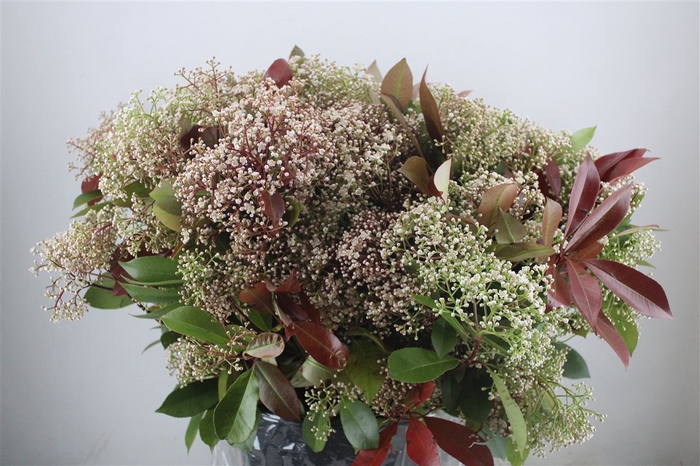 <h4>Photinia Abloom P/b</h4>