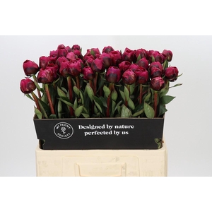 Paeonia Kansas
