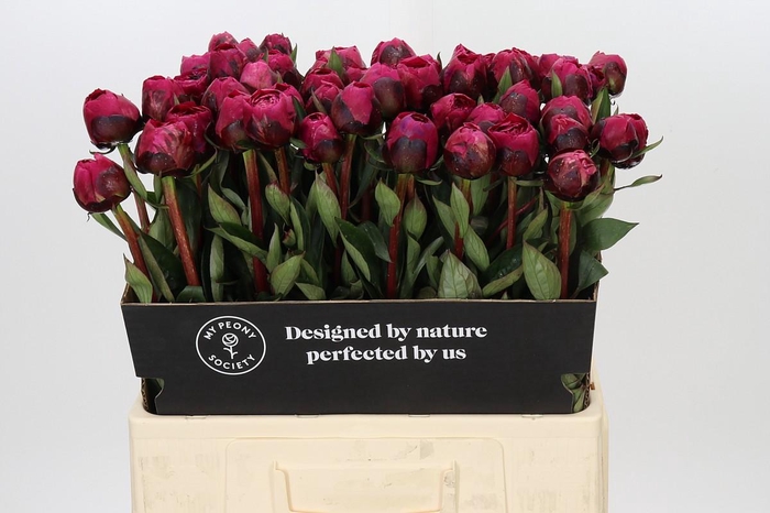 <h4>Paeonia Kansas</h4>