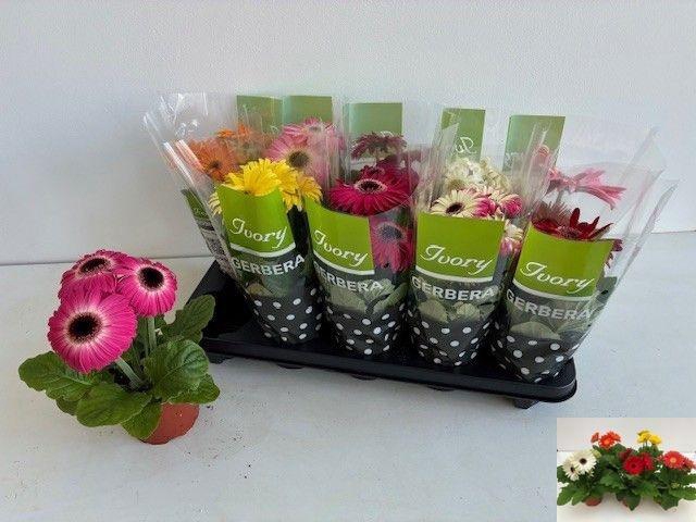 <h4>GER IVORY GEMENGD</h4>