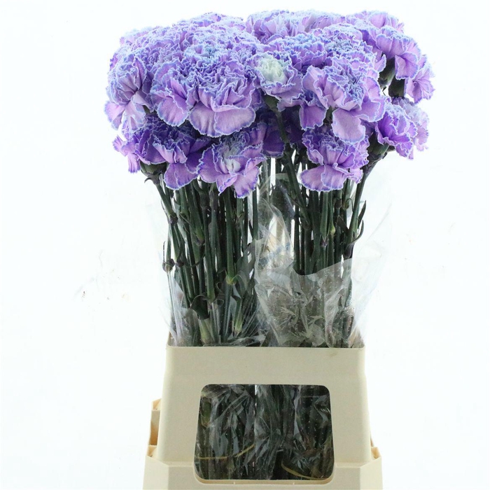 <h4>DI ST OV KLB H%</h4>