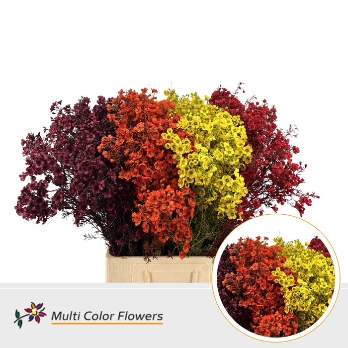 <h4>Chamelaucium paint autumn mix</h4>