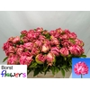 PAEO PINK CHOICE