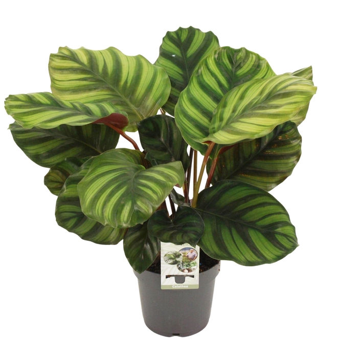 <h4>Calathea 14cm 'Fasciata'</h4>