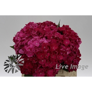 Hydrangea my mon amour red