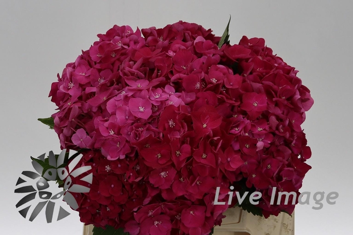 <h4>Hydrangea my mon amour red</h4>