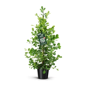 Ficus microcarpa moclame