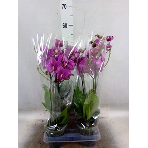 Phalaenopsis  'Tying S Black Bear'