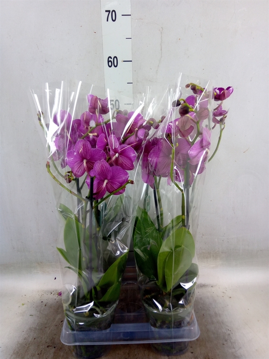 <h4>Phalaenopsis  'Tying S Black Bear'</h4>