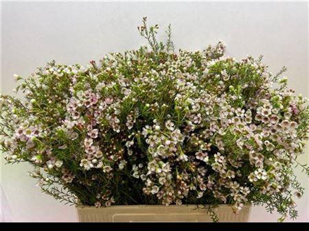 <h4>Chame Blondie</h4>