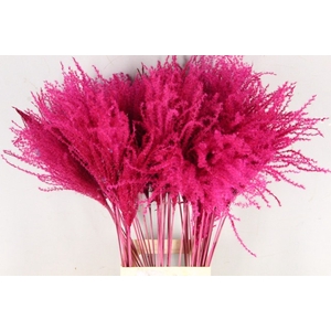 Dried miscanthus paint cerise