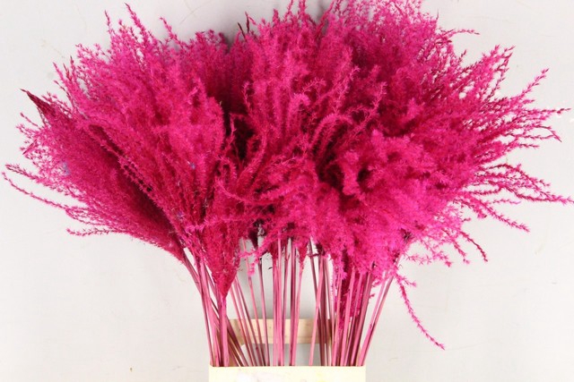 <h4>Dried miscanthus paint cerise</h4>