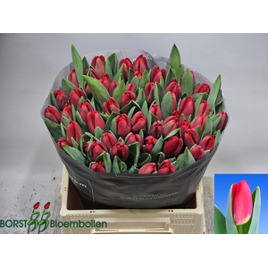 TU EN ANTARCTIC FIRE