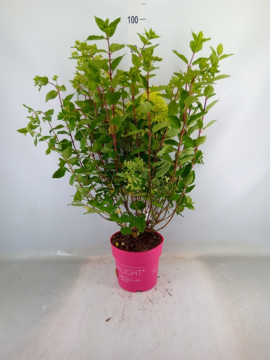 <h4>Hydrangea pan. 'Pinklight'</h4>