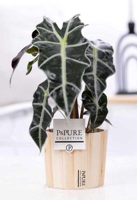 <h4>Alocasia Polly in P&PURE Wood 5</h4>