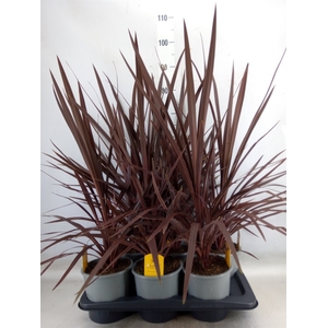 Cordyline austr. 'Red Star'