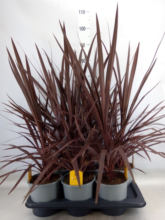 <h4>Cordyline austr. 'Red Star'</h4>