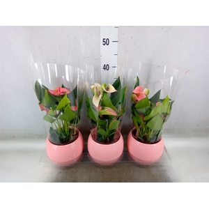 Anthurium   ...mix