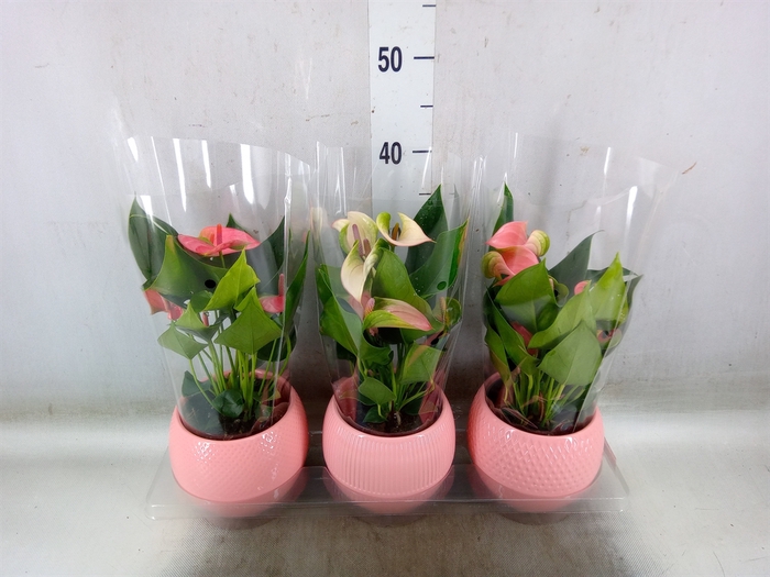<h4>Anthurium   ...mix</h4>