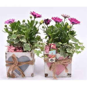 Hout vierk hart en touw 12x12cm