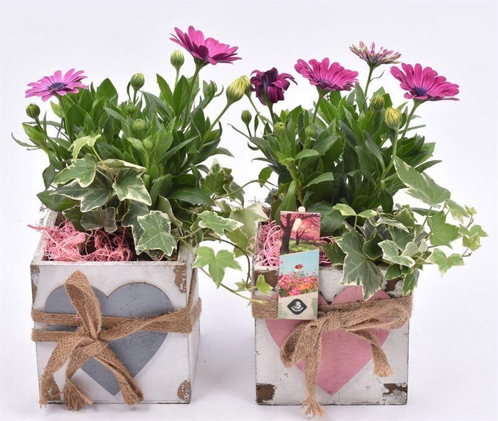 <h4>Hout vierk hart en touw 12x12cm</h4>