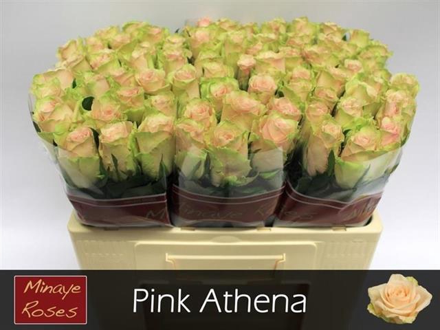 R Gr Pink Athena