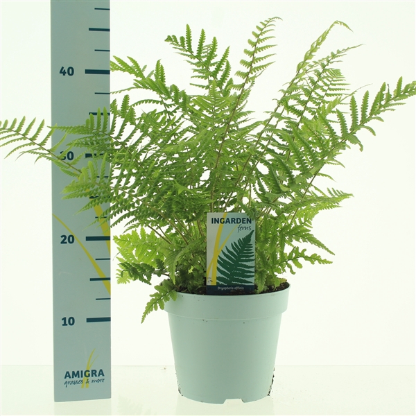 <h4>Dryopteris affinis</h4>