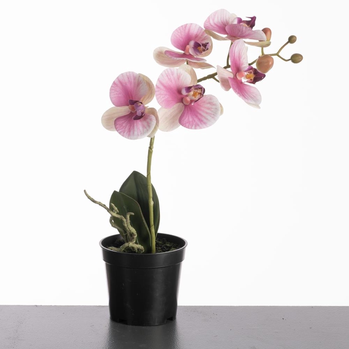 <h4>Af Phalaenopsis Pot H35cm Pink</h4>