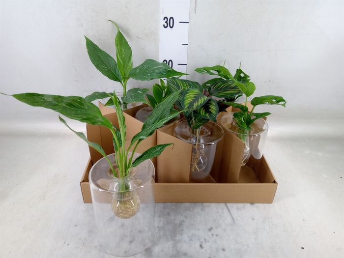 <h4>Planten  ..mix</h4>