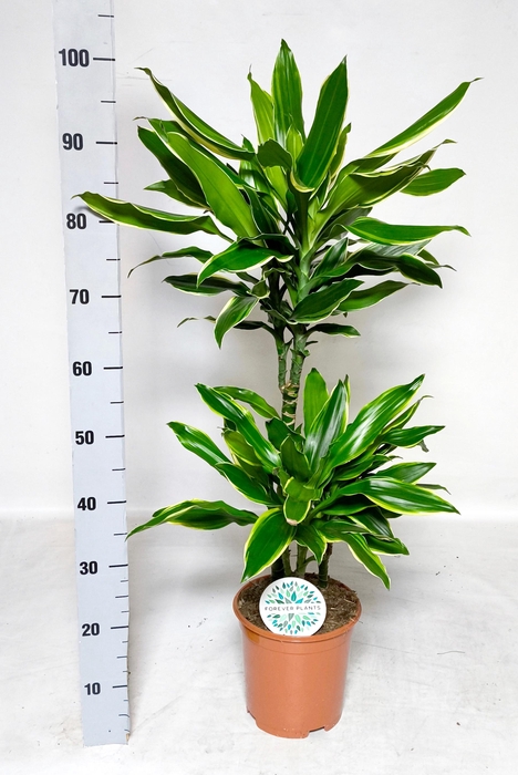 <h4>DRA FRAG GOLD COAST</h4>