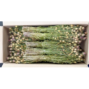 DROOG NIGELLA ROOD D