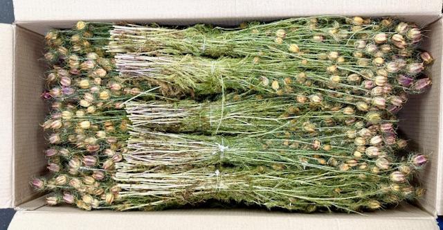 <h4>DROOG NIGELLA ROOD D</h4>