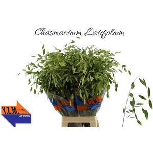 CHASMANTHIUM LATIFOL