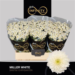 Chr S Miller White 1000gr