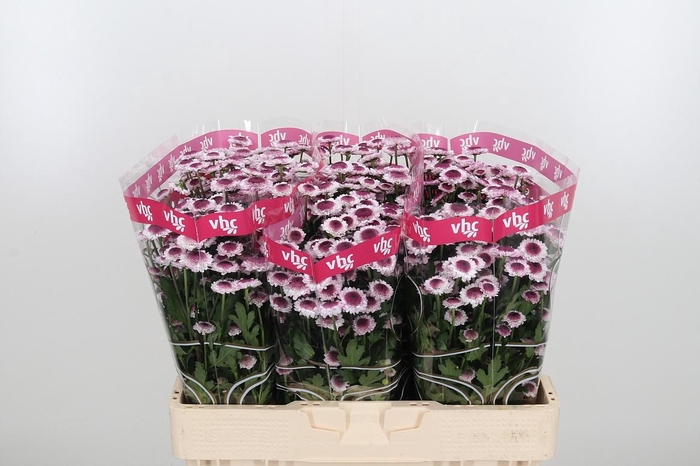 <h4>Chr San Sweetheart</h4>