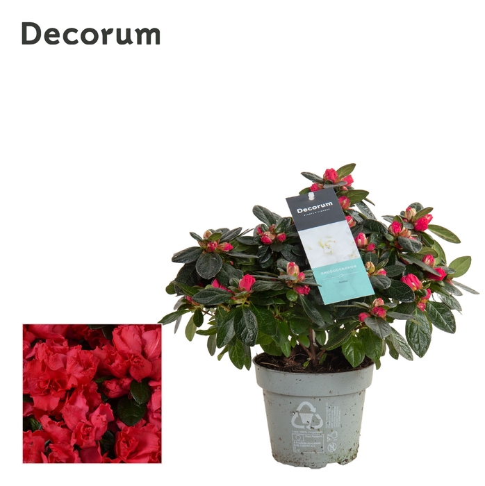 <h4>Azalea 14 cm rood - Decorum - Plantcollect</h4>