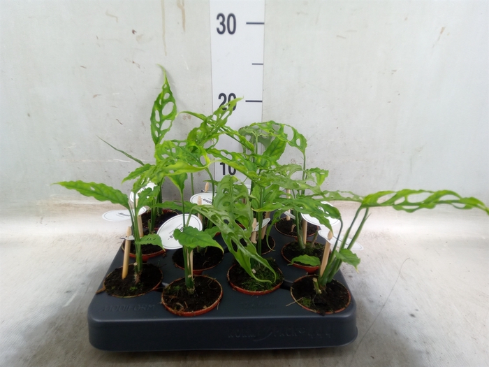 <h4>Monstera   ...</h4>