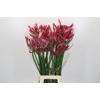 Nerine Minerva