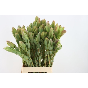 Leucad Discolor Single