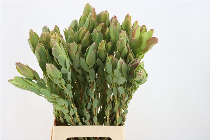 Leucad Discolor Single