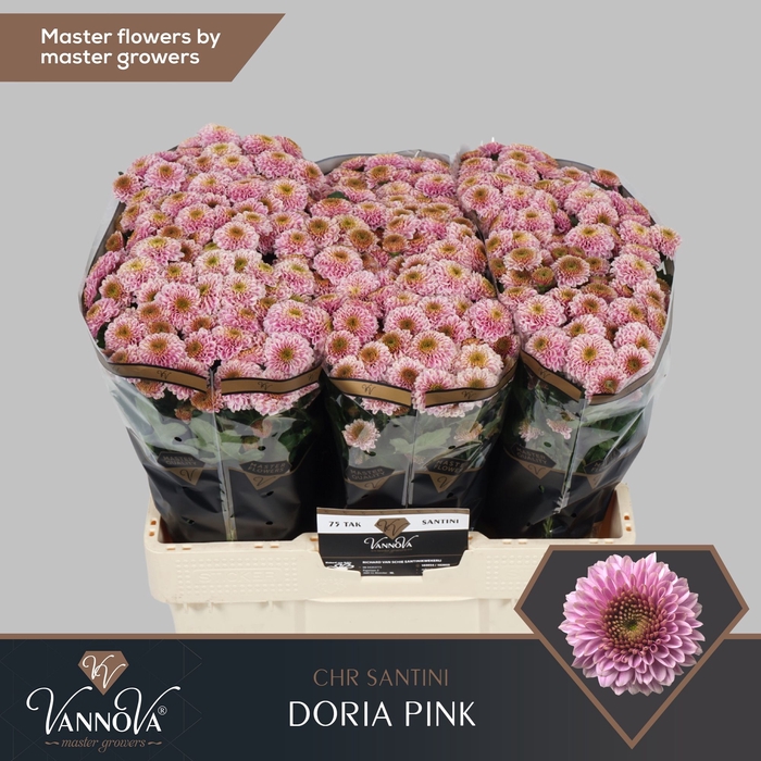 <h4>Chr S Doria Pink</h4>