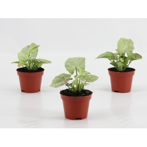 Syngonium