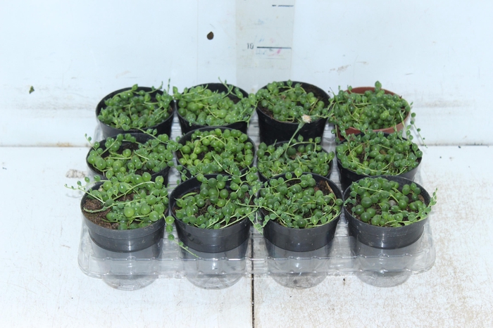 <h4>ROSARIO P09</h4>