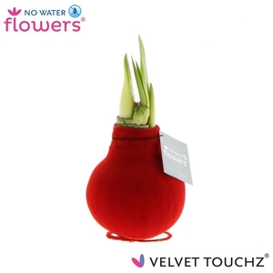 Hipp Waxbulb Velvet Red