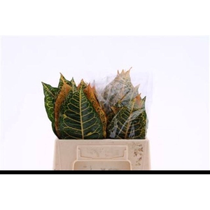 DECOGROEN GROOT BLAD